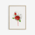 Framed artwork of a red rose with a white background